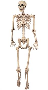 Lifesize Pose N Stay Skeleton