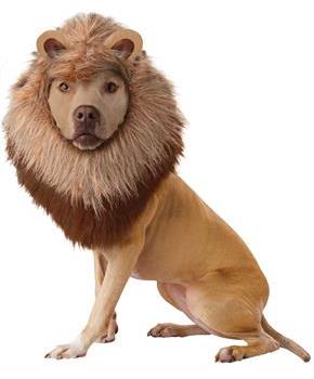 Lion Pet Costume