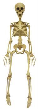 3' Realistic Skeleton