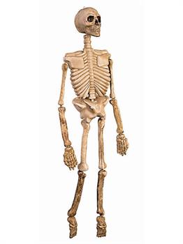 Skeleton Prop