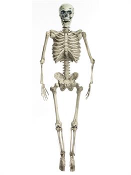 60" Posable Skeleton With Lights