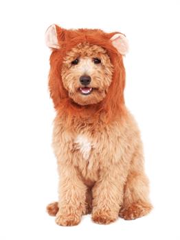 Lion's Mane for Pets