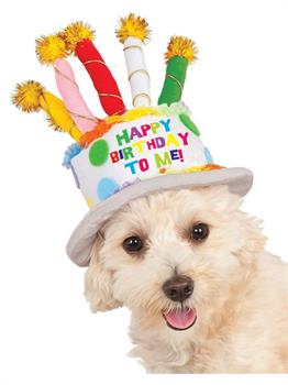 Birthday Cake Hat Pet Costume
