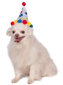 Pet Paw Print Birthday Hat Costume