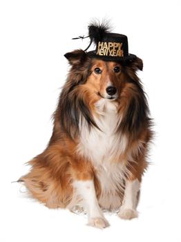 Happy New Year Hat for Pets (S-M)