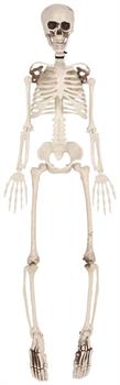 Plastic Skeleton
