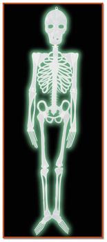 Plastic Nite-Glo Skeleton