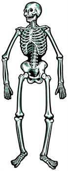 Jointed Skeletons