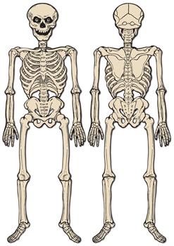 Vintage Halloween Jointed Skeleton