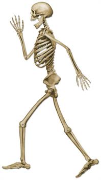 Profile Pete Jointed Skeleton