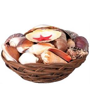 Shell Basket