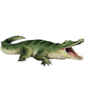 Jointed Crocodile