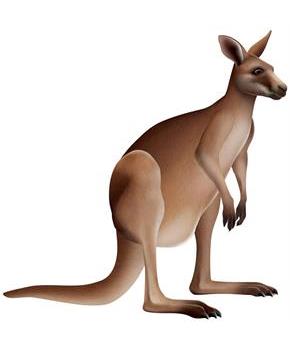 Jointed Kangaroo