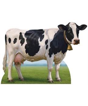 Cow Stand-Up