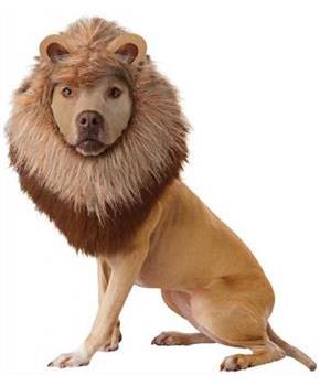 Lion Dog Pet Costume