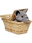Wizard of Oz Toto in Basket Deluxe –Dorothy Costume Accessory