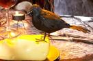 Feathered Raven