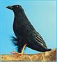 Feathered Raven
