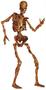 Jointed Skeleton