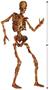 Jointed Skeleton