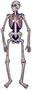 Jointed Day Of The Dead Skeleton