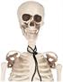 Plastic Skeleton
