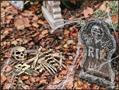 Bag 'O Bones