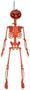 Plastic Pumpkin Skeleton