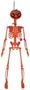 Plastic Pumpkin Skeleton