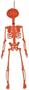 Plastic Pumpkin Skeleton