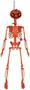 Plastic Pumpkin Skeleton
