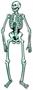 Jointed Skeleton