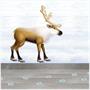Reindeer Footprints Peel 'N Place