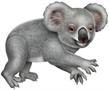 Jointed Koala