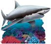Shark Stand-Up