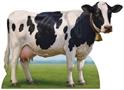 Cow Stand-Up