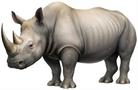 Jointed Rhinoceros