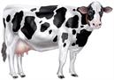 Jointed Cow