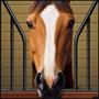 Horse Door Cover