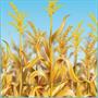 Cornstalks Backdrop