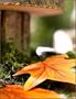 Fall Leaf Cutouts