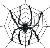 Spider Web with Giant Spider