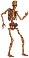 Jointed Skeleton