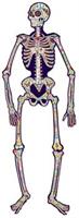 Jointed Day Of The Dead Skeleton