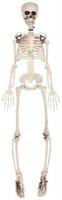 Plastic Skeleton