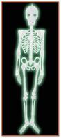 Plastic Nite-Glo Skeleton