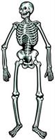 Jointed Skeletons