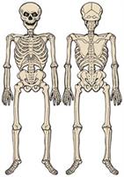 Vintage Halloween Jointed Skeleton