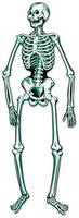 Jointed Skeleton