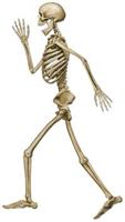 Profile Pete Jointed Skeleton